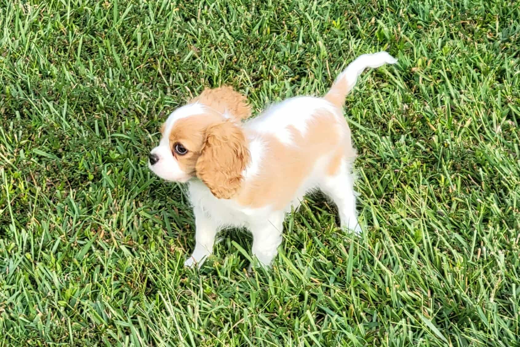 Best Neighborhoods Near the Triangle's Top Dog Parks